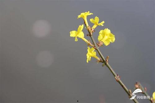 春春草在线观看,在线观看,探寻青春的绿色篇章 第2张 春春草在线观看,在线观看,探寻青春的绿色篇章 第2张