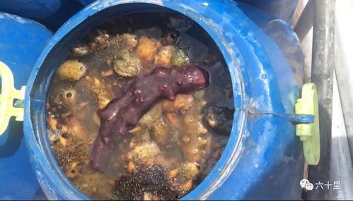 海参养殖爆料视频,揭秘幕后爆料视频背后的真相  第2张